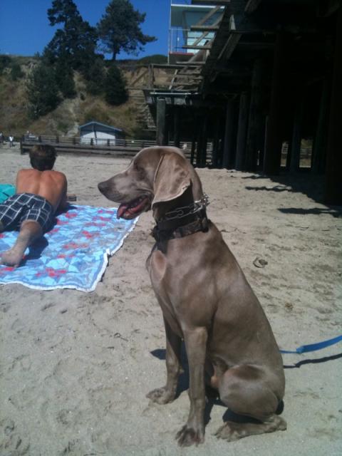 Gunnar at the beach 2